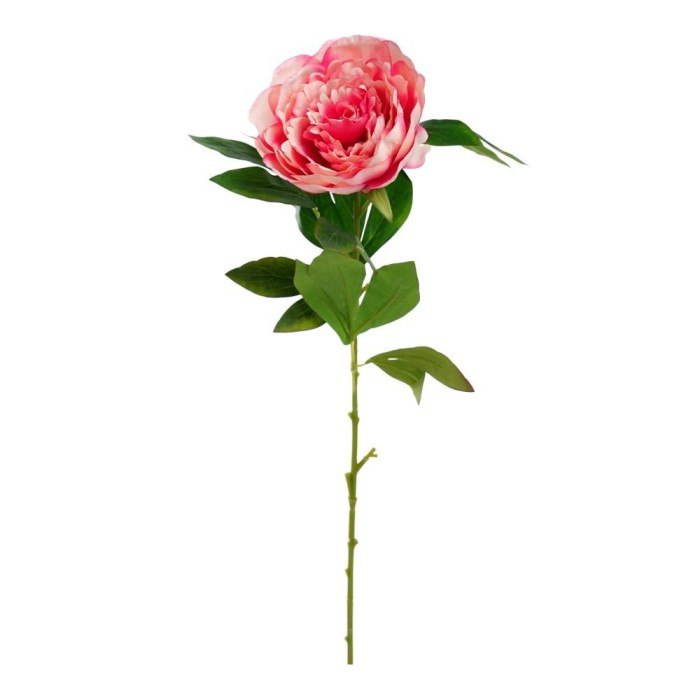 PEONIA SINGOLA CIPRIA